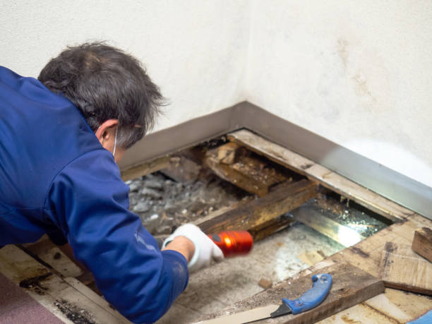 Best Mold Testing  in Brewer, ME