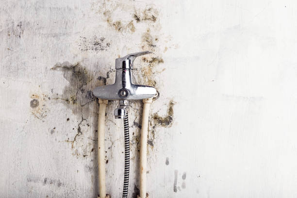 Best Commercial Mold Removal  in Brewer, ME