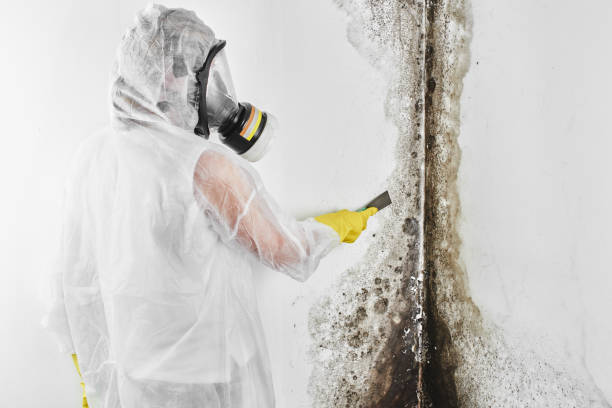 Best Toxic Mold Removal  in Brewer, ME