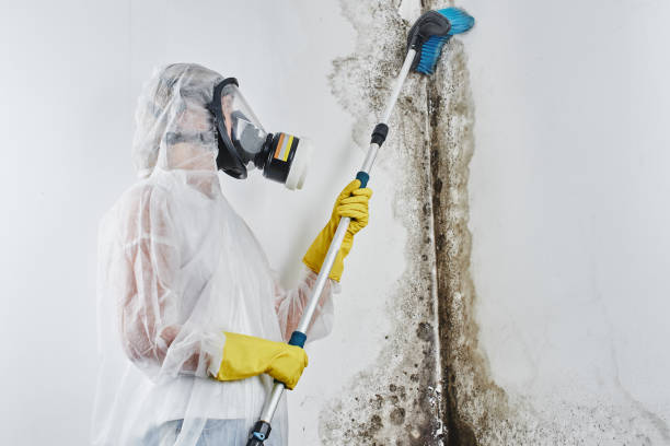 Best Office Mold Removal Services  in Brewer, ME