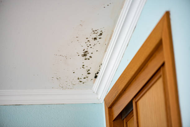 Mold Removal Process in Brewer, ME