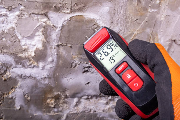 Best Mold Damage Repair  in Brewer, ME