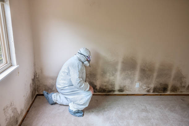 Best Mold Remediation Experts  in Brewer, ME
