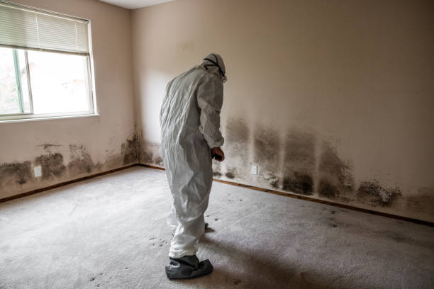 Best Professional Mold Removal  in Brewer, ME