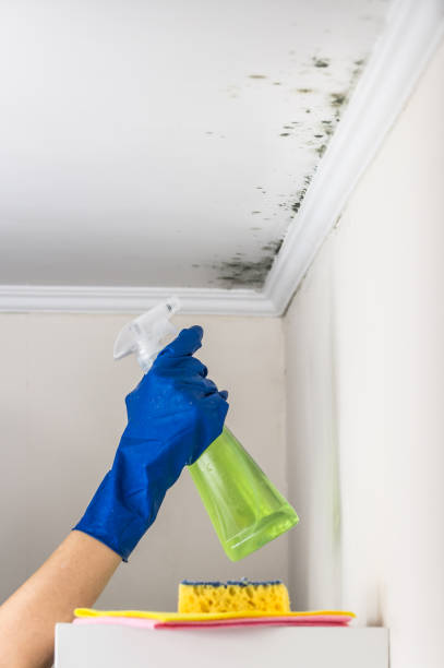 Best Residential Mold Removal  in Brewer, ME